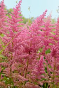 Astilbe