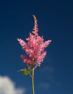 Astilbe Flower