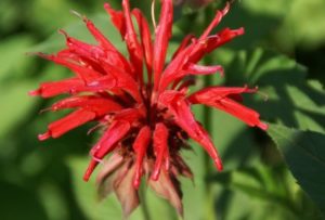 Bee Balm