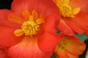 Begonia