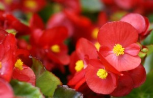 Begonia Plants