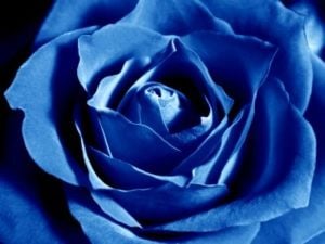 Blue Rose