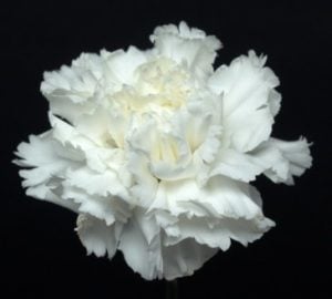 Carnation