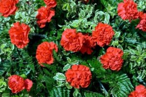 Carnation Flowers