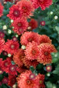 Chrysanthemum Flowers