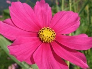 Cosmo Flower