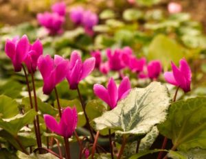 Cyclamen Plant