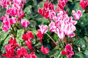 Cyclamens