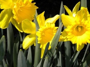 Daffodils