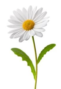 Daisy Flower
