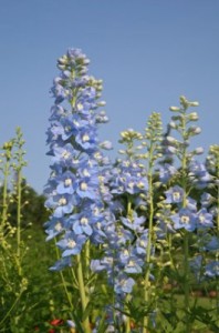 Delphiniums