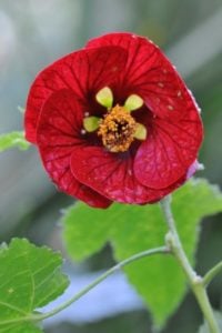 Flowering Maple