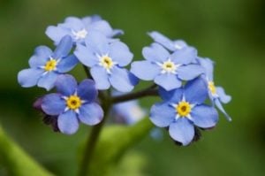 Forget-Me-Not Flowers