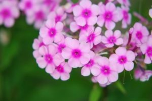 Garden Phlox