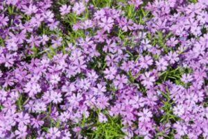 Garden Phlox Flower