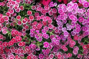 Dianthus