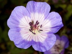 Geranium