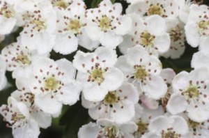 Hawthorn Flower
