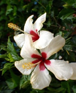 Hibiscus Plant