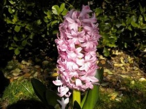 Hyacinth