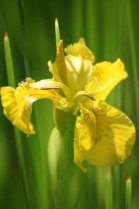 Iris Flower
