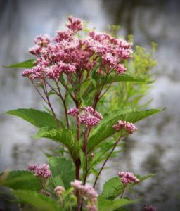 Joe Pye Weed