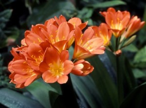 Clivia