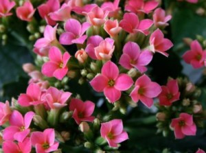 Kalanchoe Plant