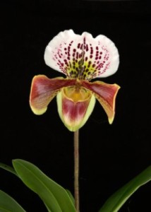 Lady Slipper Orchid