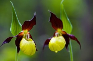 Lady Slipper Orchids