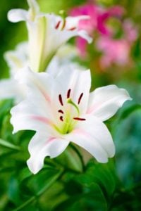 Lily