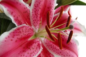 Lily Flower