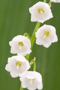 Lily of the Valley