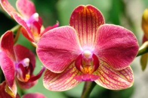 Moth Orchid