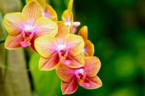Moth Orchids