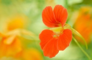 Nastirtium Flower