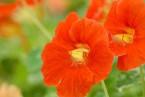 Nastirtium Flowers