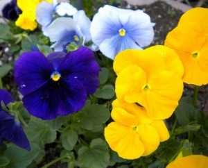 Pansy Flower