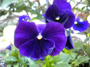 Pansy Flowers