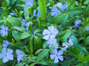 Periwinkle Flowers