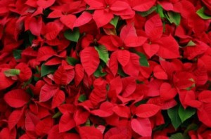 Poinsettia