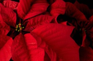 Poinsettia Plant