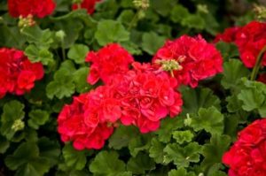Red Geraniums