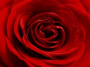 Red Rose