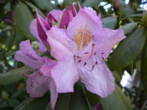 Rhododendron