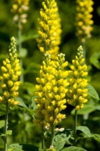 Snapdragon Flowers
