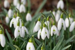 Snowdrop Flowers