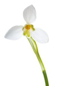 Snowdrop Flower