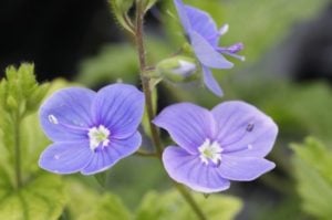 Speedwell Flowers