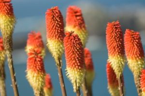 Torch Lily
